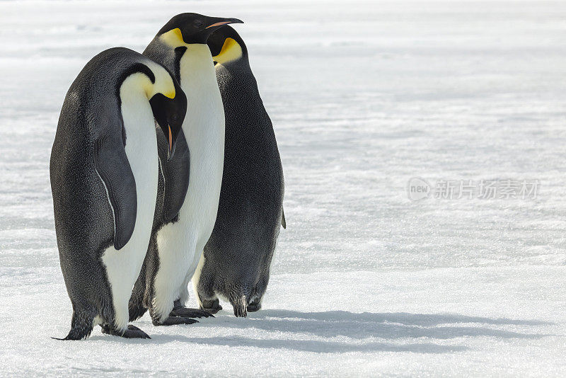 帝企鹅(Aptenodytes forsteri)，在南极半岛威德尔海的坚冰上。